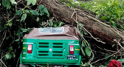 रुख ढलेर गुडिरहेको अटोलाई किच्यो, एक जनाको मृत्यु 